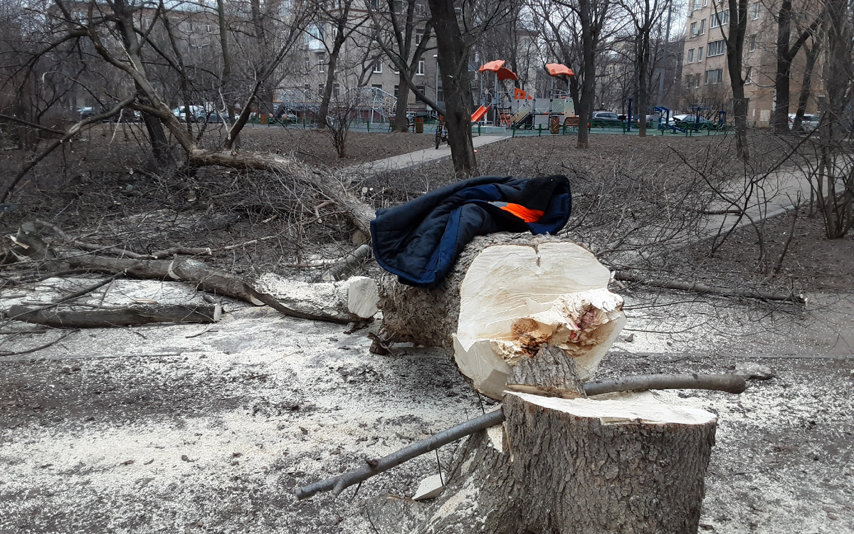 Срубленное дерево работниками ГБУ "Жилищник района Аэропорт". Москва. Улица Красноармейская, дом 8, корпус 3. Фотография Александра Калько. 2025 г.