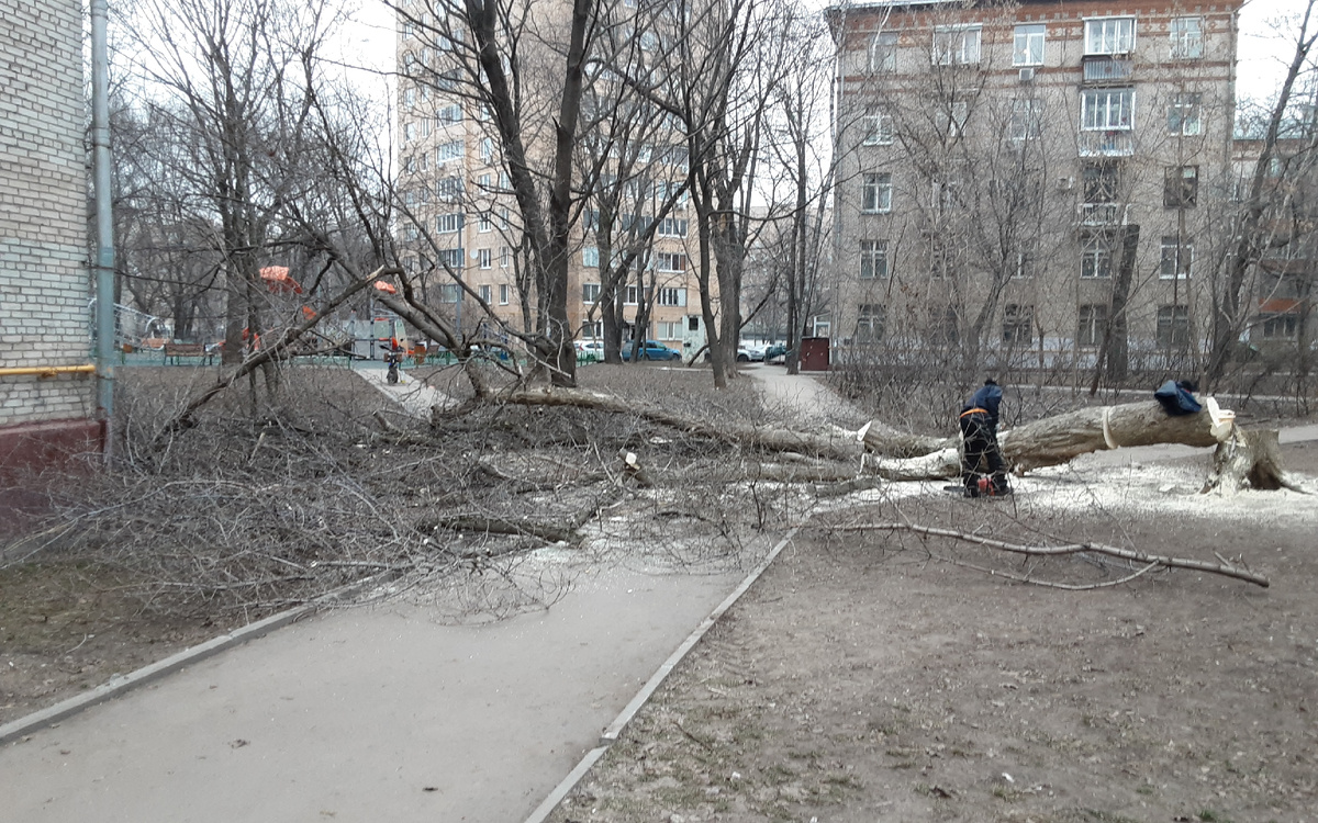 Срубленное дерево работниками ГБУ "Жилищник района Аэропорт". Москва. Улица Красноармейская, дом 8, корпус 3. Фотография Алекскандра Калько. 2025 г. 