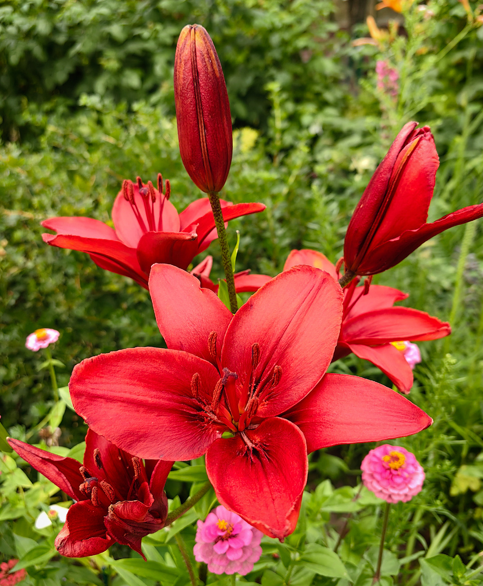 Мамины красные лилии, похожи на сорт "Атакама" 