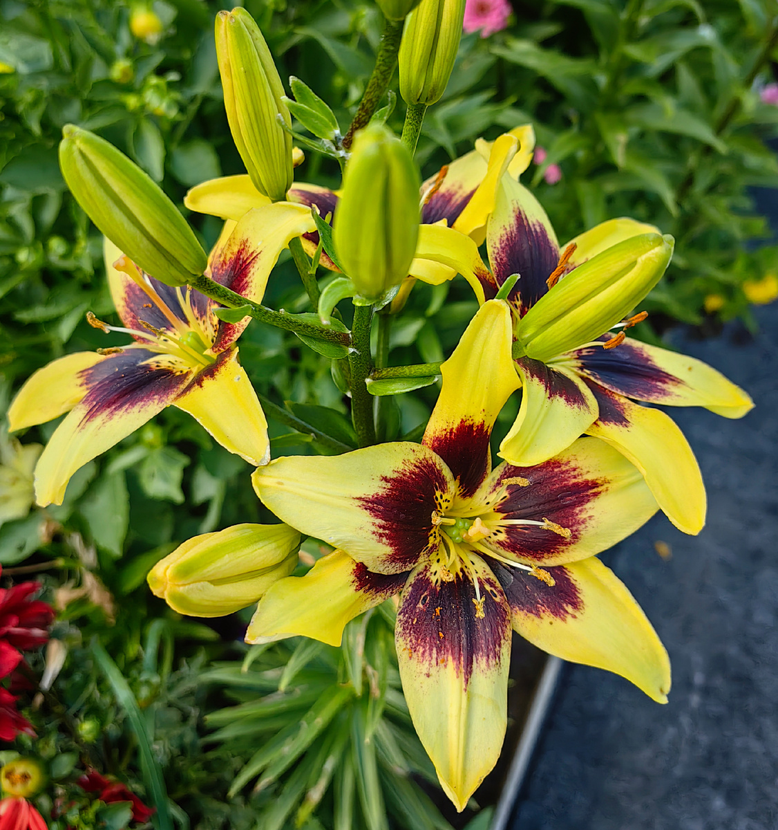 Мамины жёлто-коричневые лилии, сорт похож на "Пайтон" 