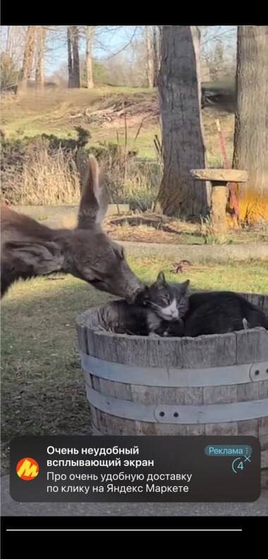 Скрин рекламного объявления из открытых источников 