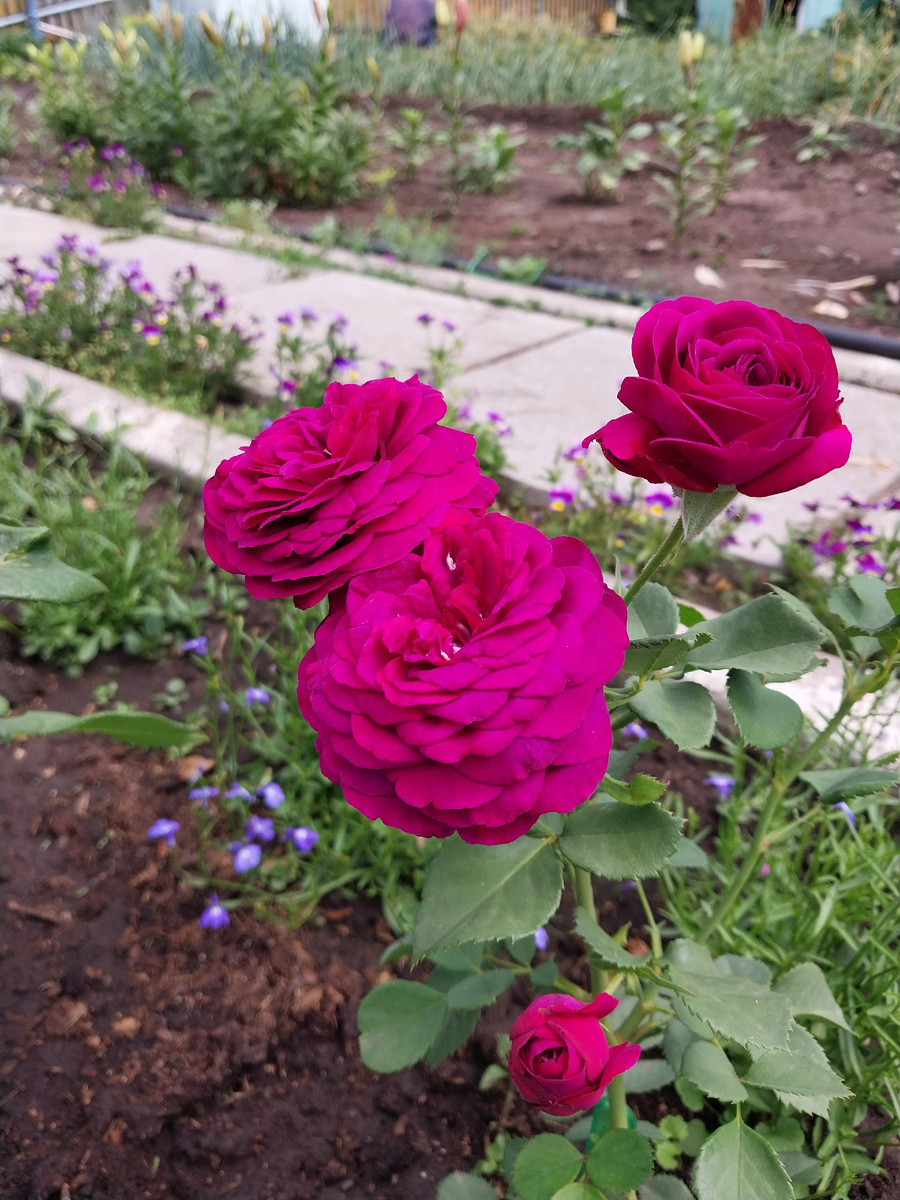 Роза флорибунда Эбб Тайд (камера плохо передает реальный цвет, и так тоже красиво)