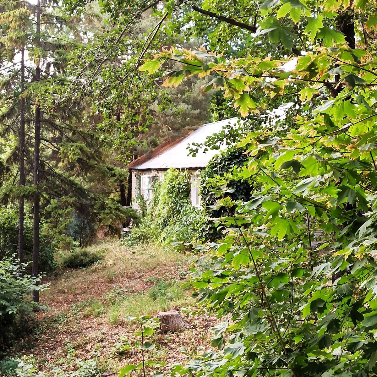 Хижина в лесу