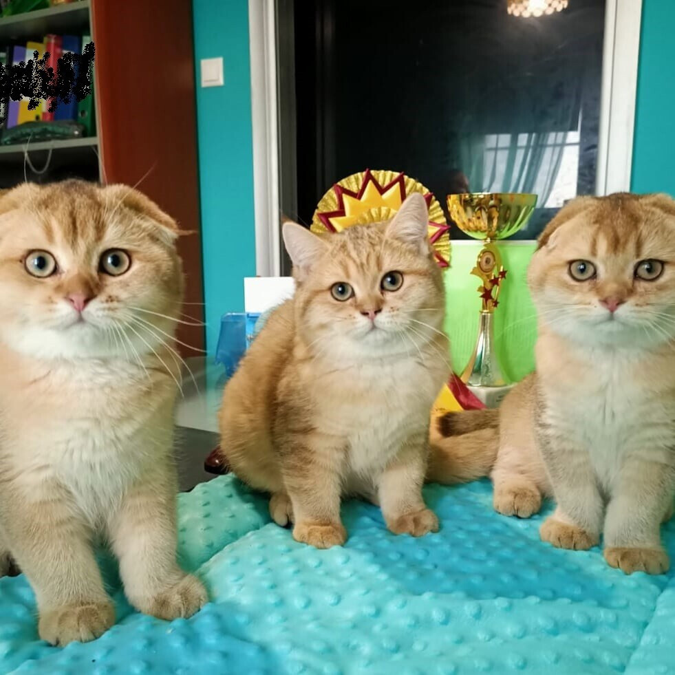 Феона с братом и сестрой