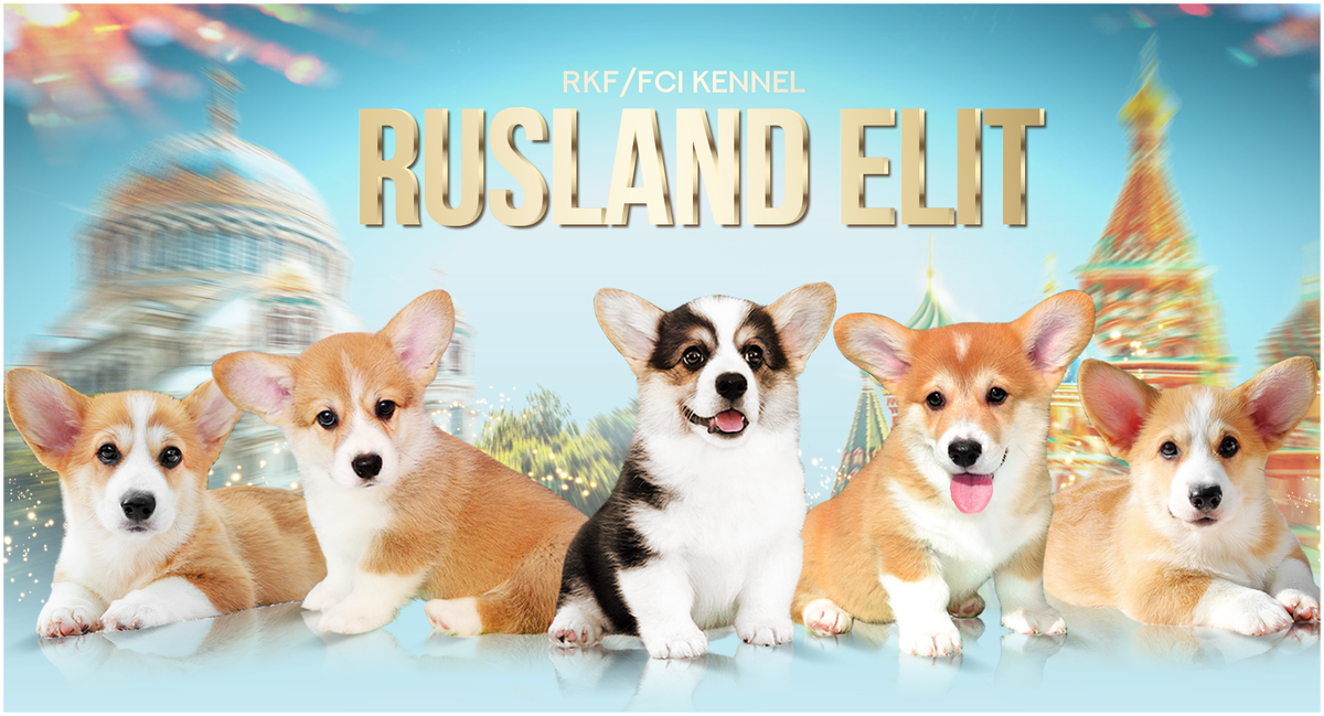 Питомник "Руслэнд Элит"/"Rusland Elit" РКФ/FCI https://vk.com/club230095429
