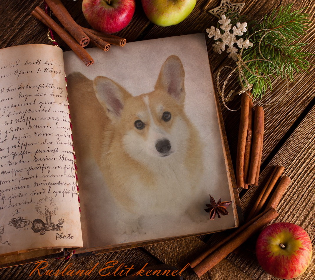 Это моя первенница, моя любимая девочка Omega Fire Fox Rusland Elit