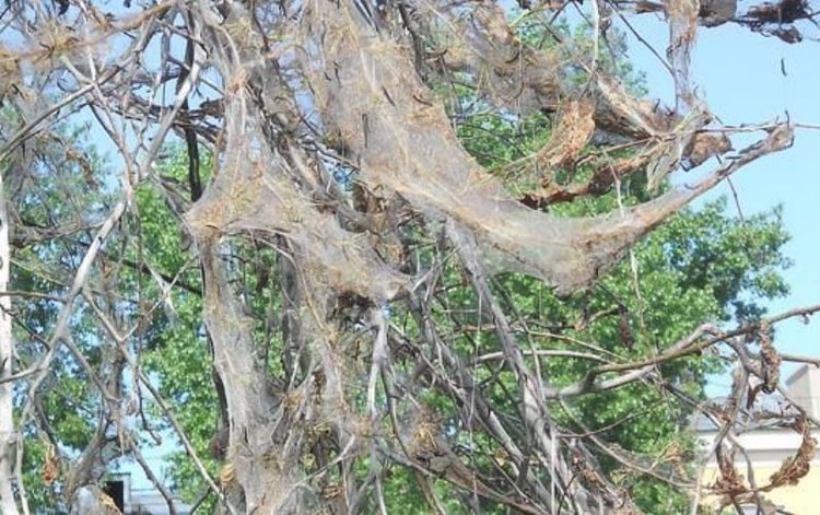    Фото: Филиал Россельхозцентра по Иркутской области