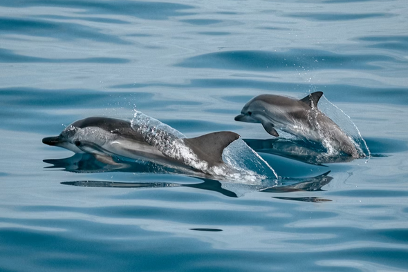     Jonas Von Werne/Unsplash