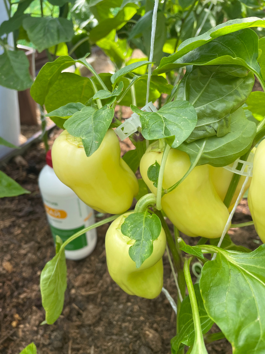 созревание перца в августе