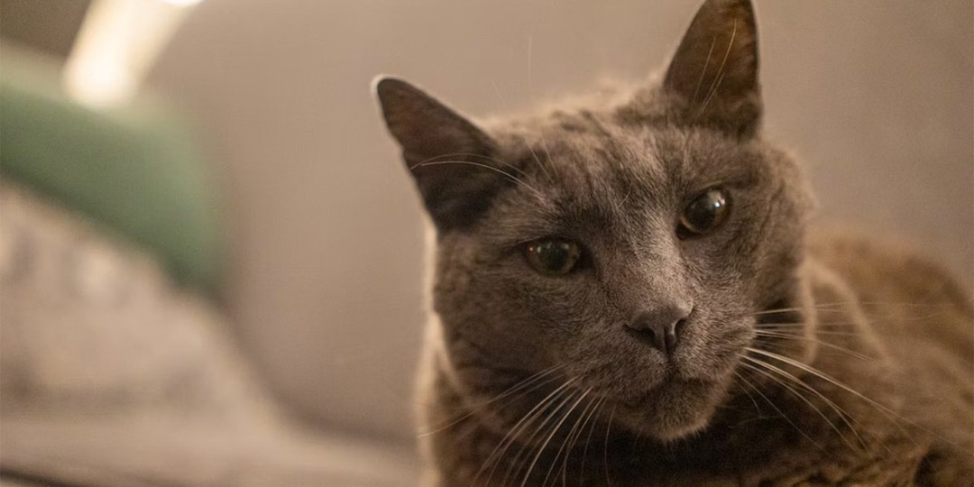 Пропавший 13 лет назад кот вернулся к хозяйке, чтобы попрощаться