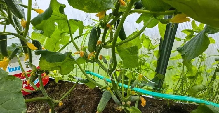    Фото: Лукьянов Дмитрий, AgroXXI.ru