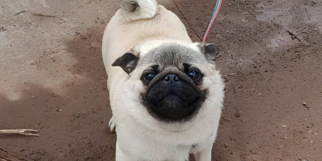 В деревне под Пермью у мусорок бросили породистую собаку