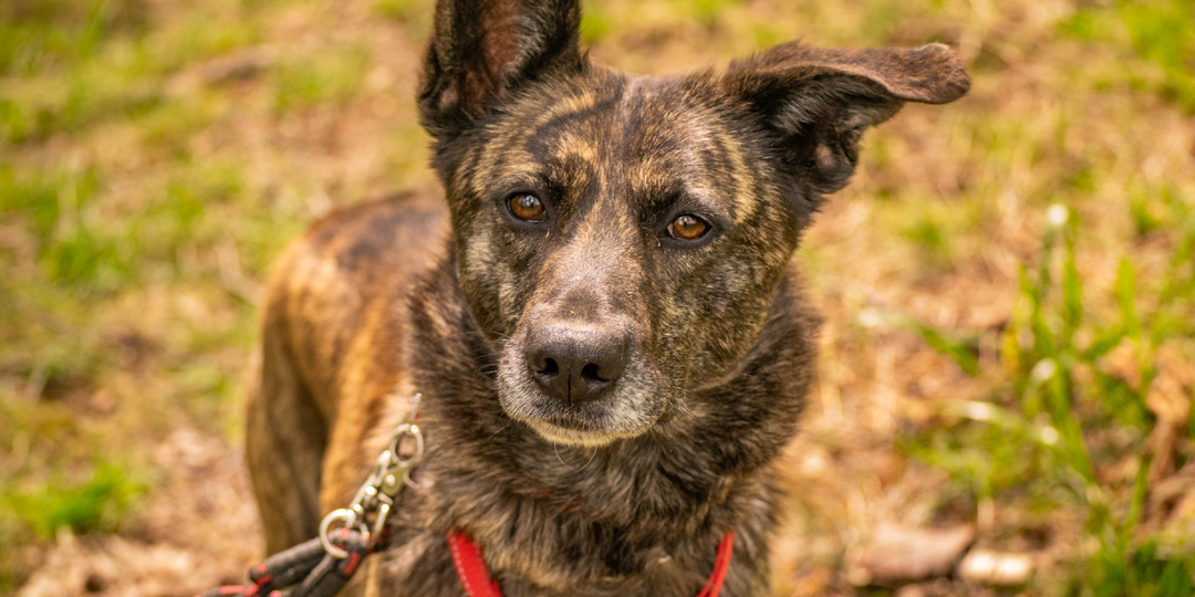 Преодоление предрассудков ради настоящей дружбы. Тигровый окрас, золотое сердце