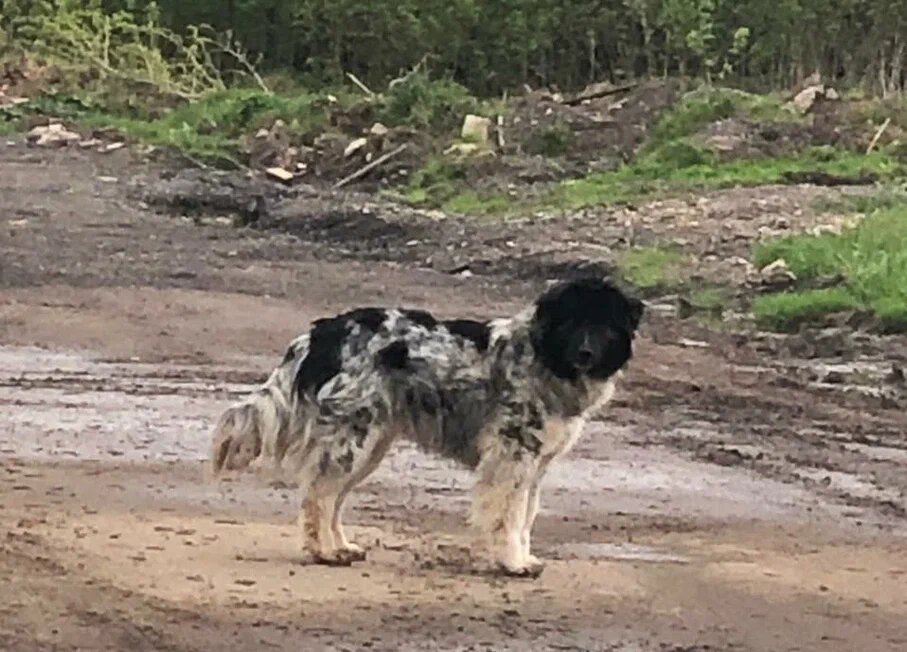 Банти, на территории рядом с приютом