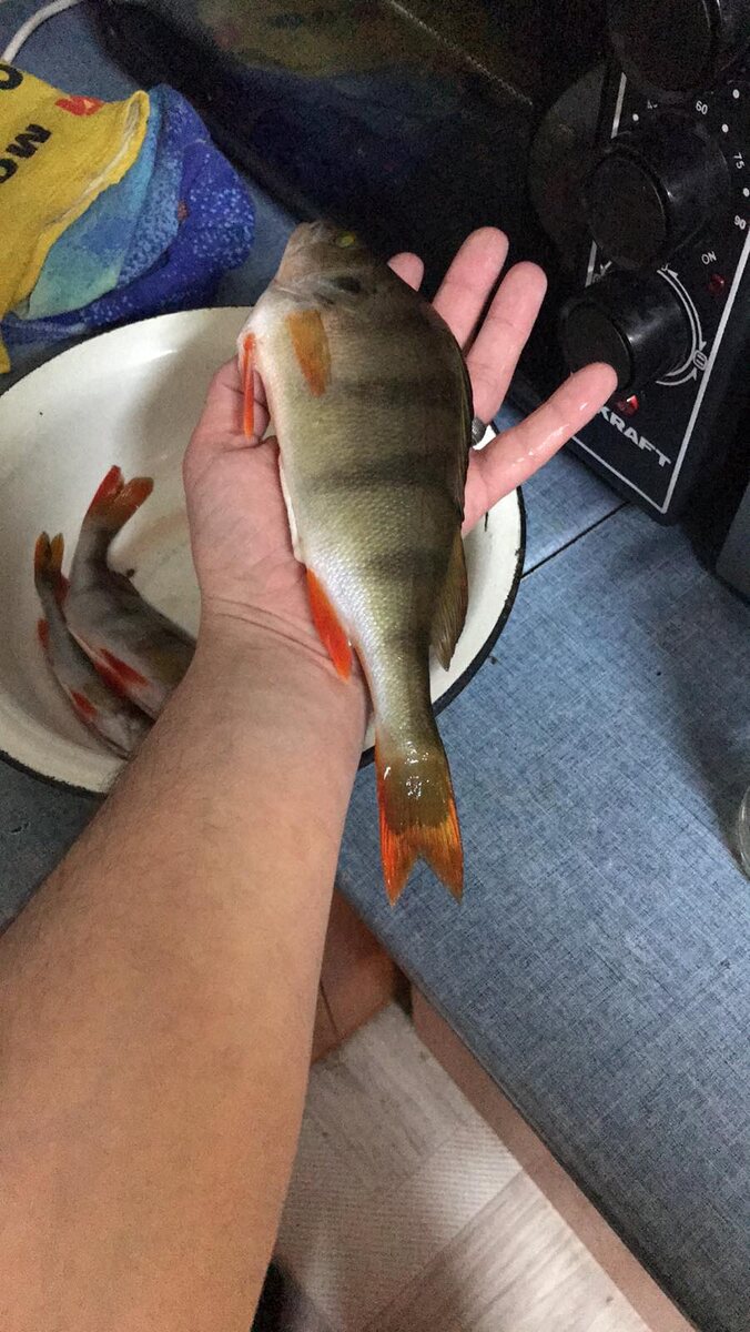 Полосатики