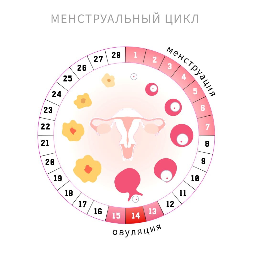 менструальный цикл