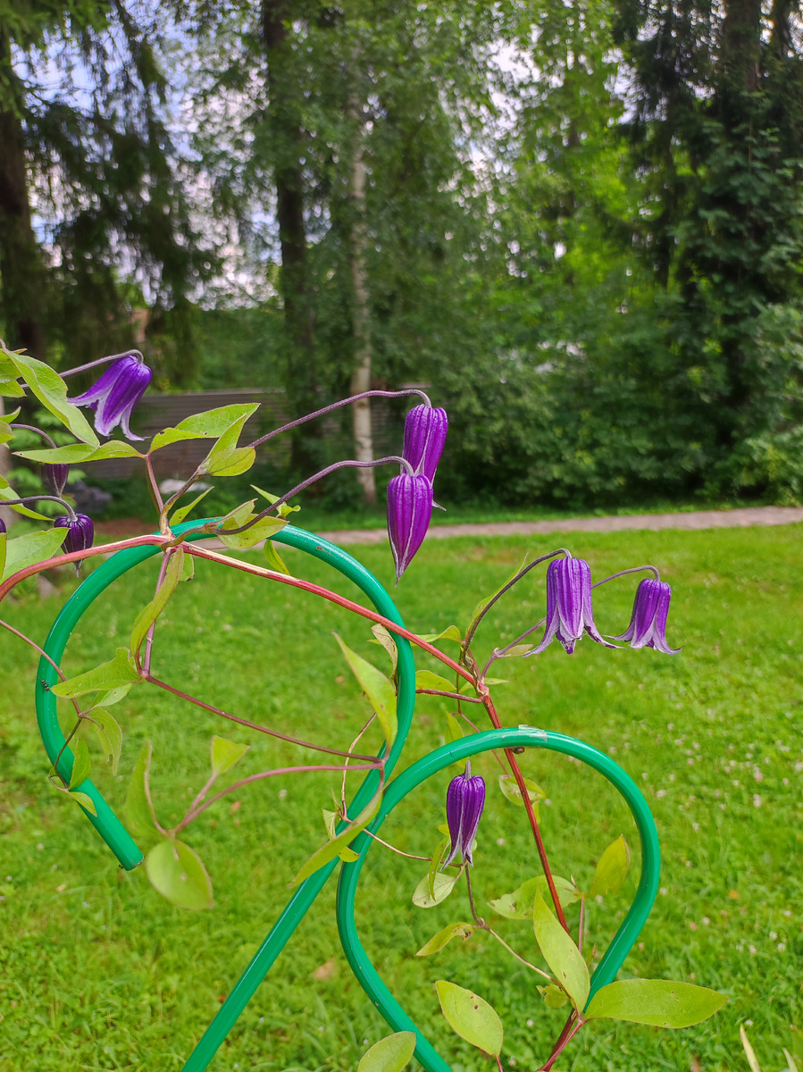 Необычные цветки у этого клематиса