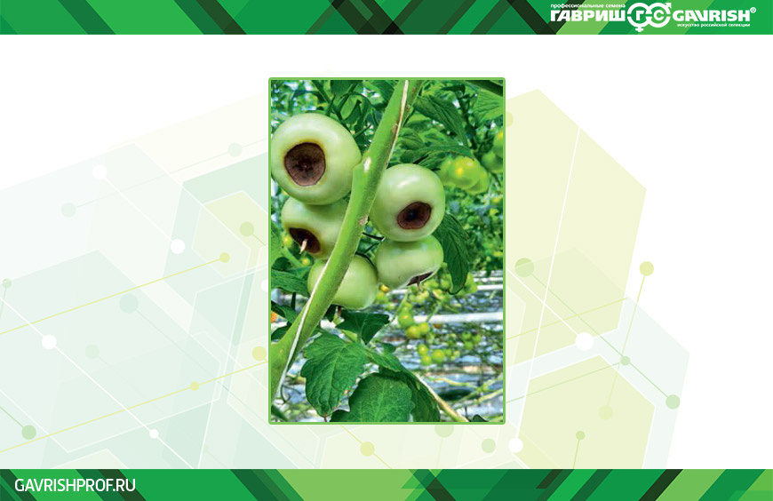 ВЕРШИННАЯ ГНИЛЬ НА ТОМАТАХ