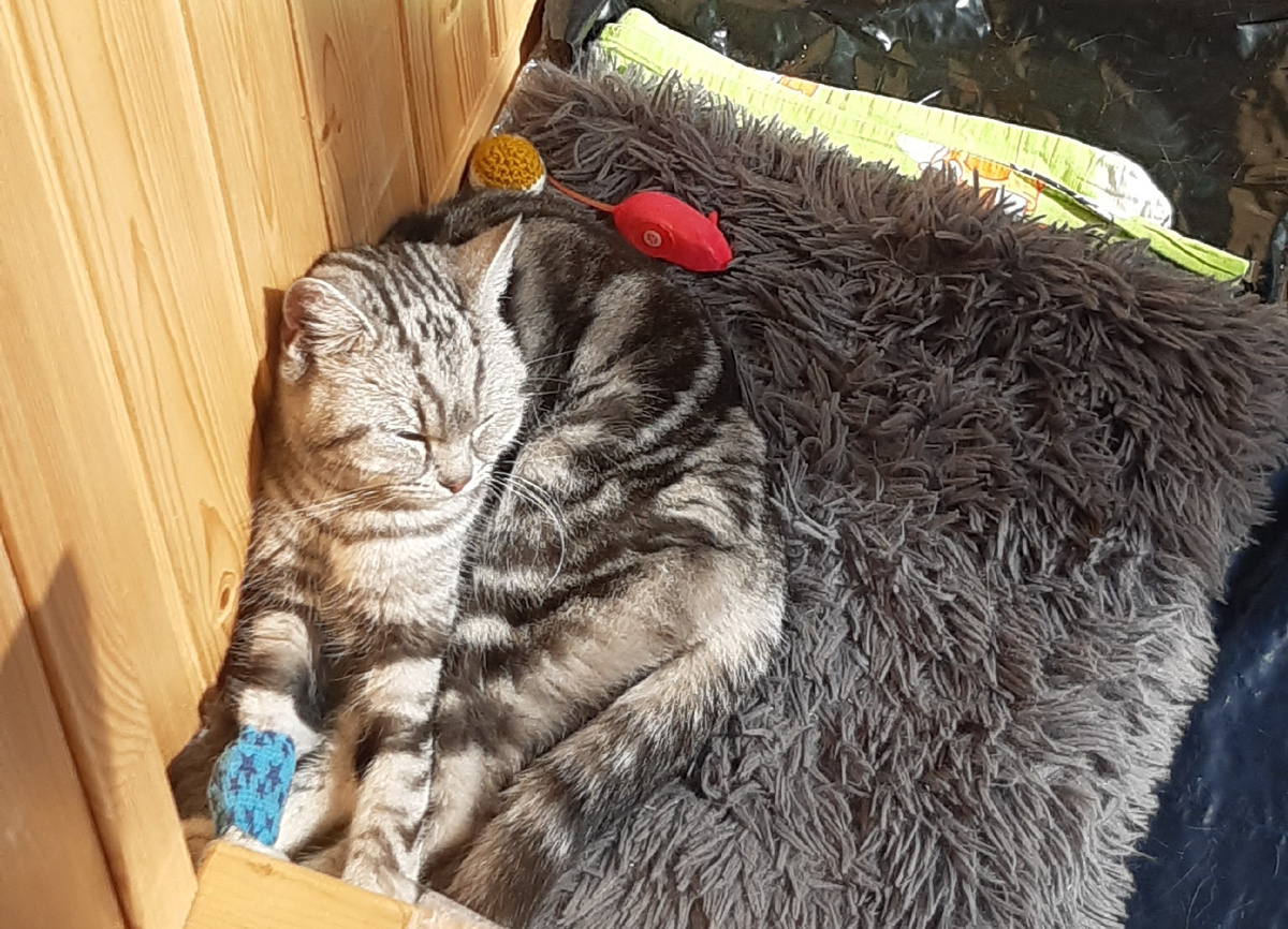 Кошка нежиться на солнышке.