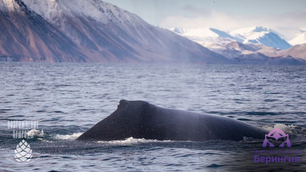 Кадр с выставки «Киты Берингии». Фото: Максим Антипин. Источник: vk.com/merops