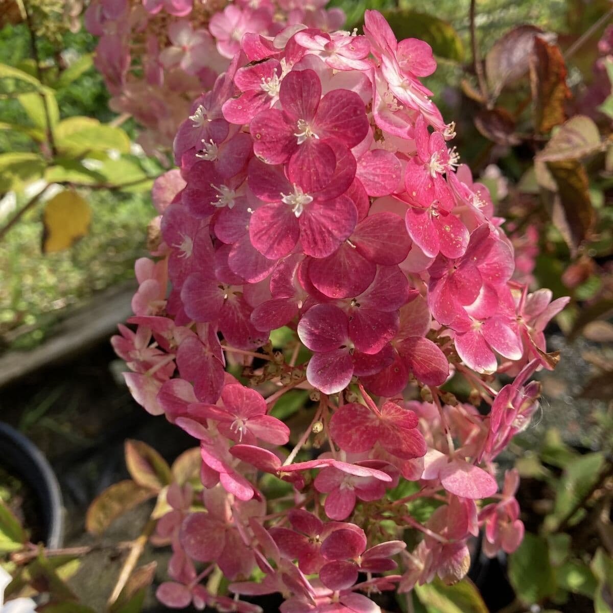 Гортензия Самарская Лидия. Она же Ренсам, она же Фрамбуазин. Фото: signaturehydrangeas.co.uk
