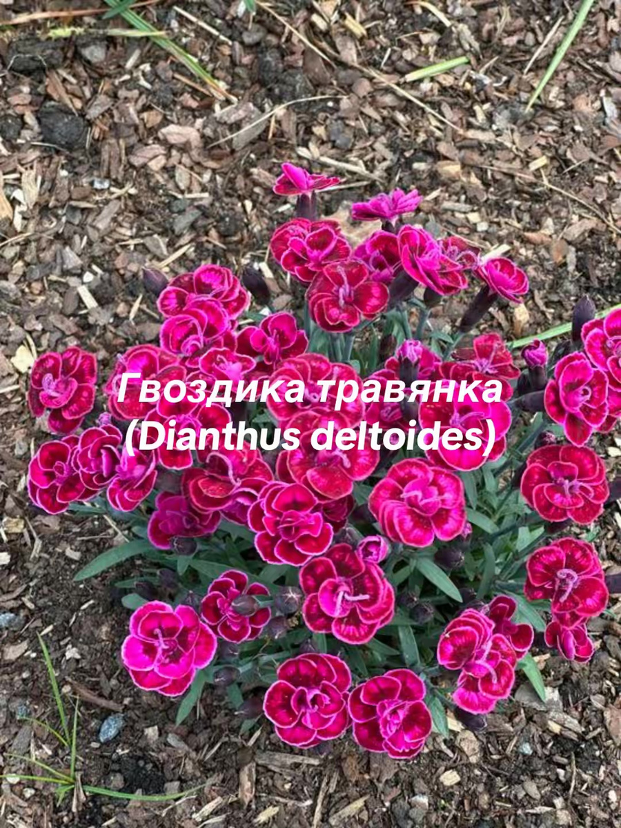 гвоздика травянка