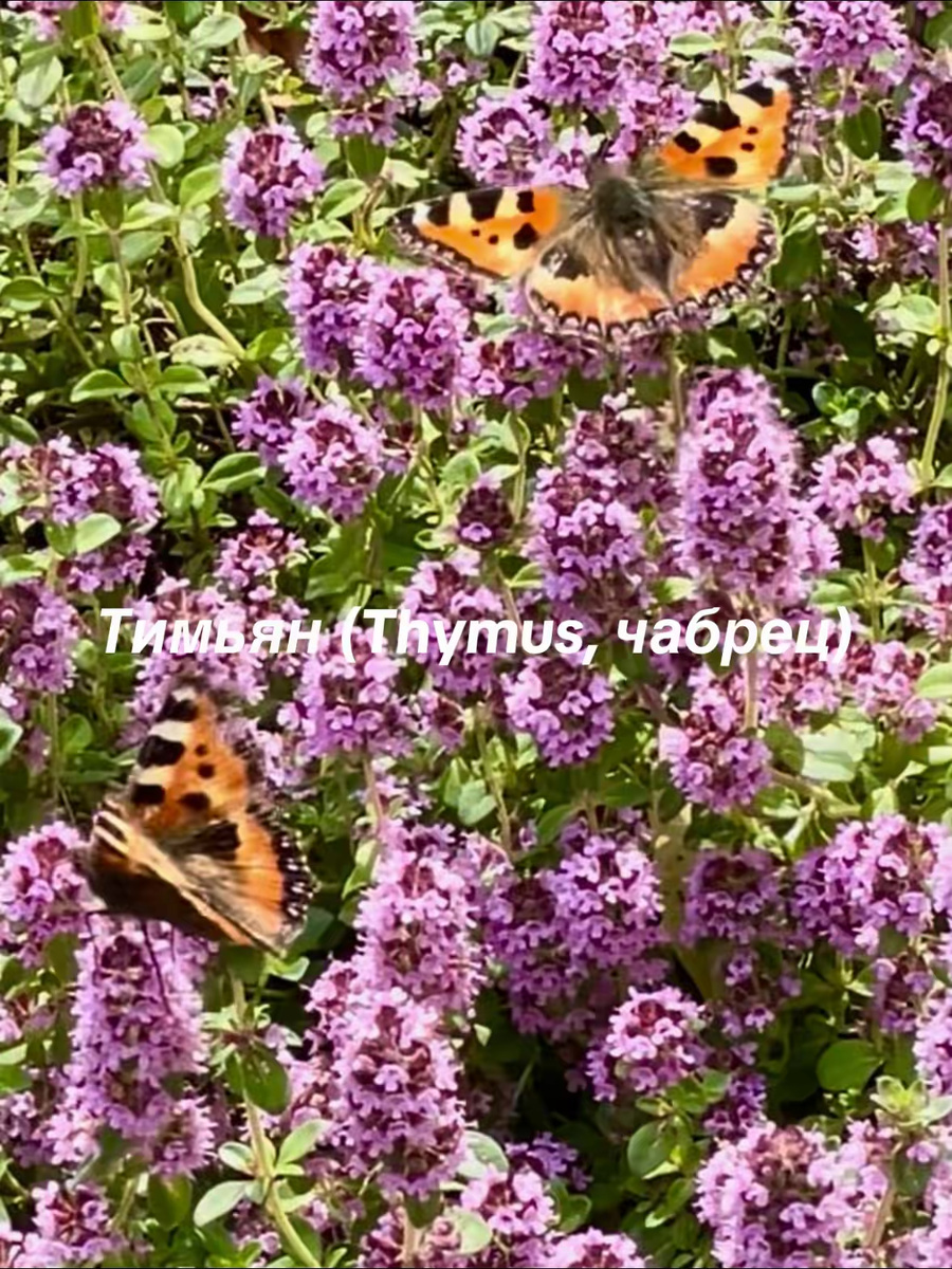 тимьян