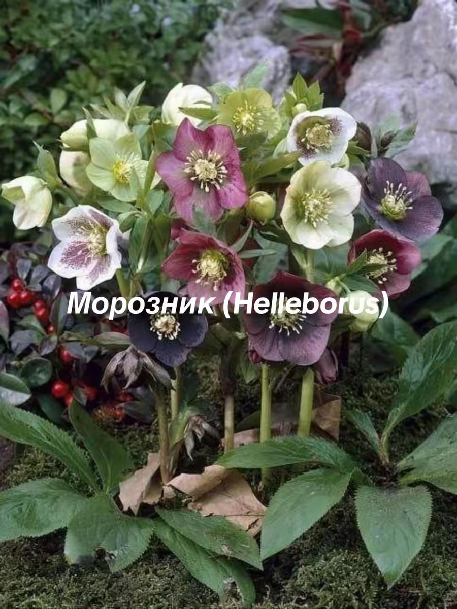 морозник