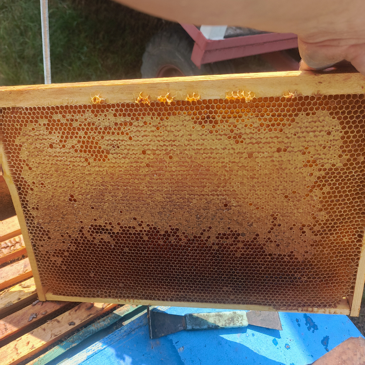 Отбираю зрелый мед на откачку , разнотравье с подсолнухом , пчелы залили всё мёдом , и ограничивают матку в яйцекладке, поэтому нужно отобрать мёд , и дать матке место для засева.