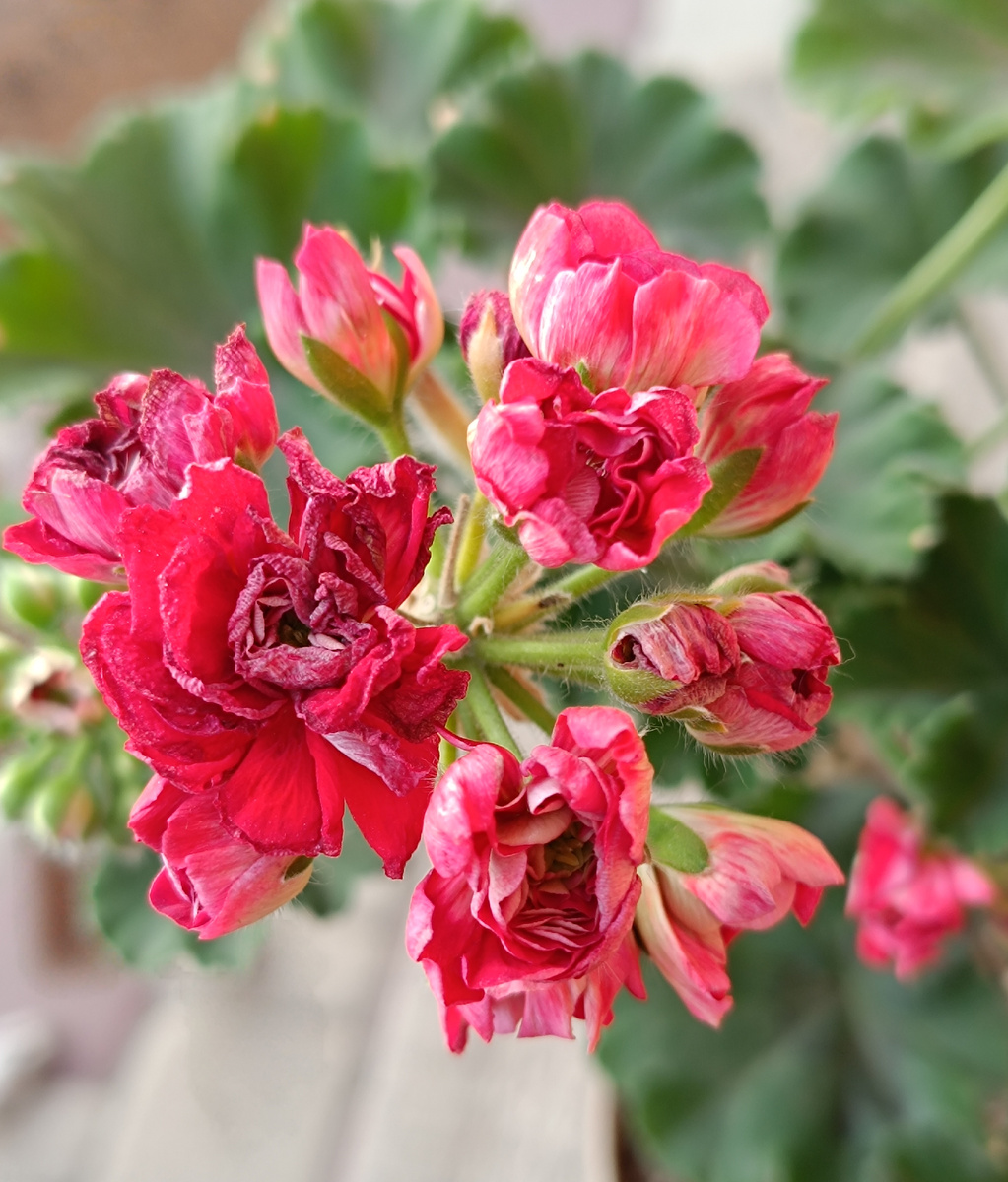 Ну, как-то так. Срезала уже эту шапку. Вроде как, старается, начинает распускать цветок — и тут же отсушивает. Но это жара виновата, не сорт. 