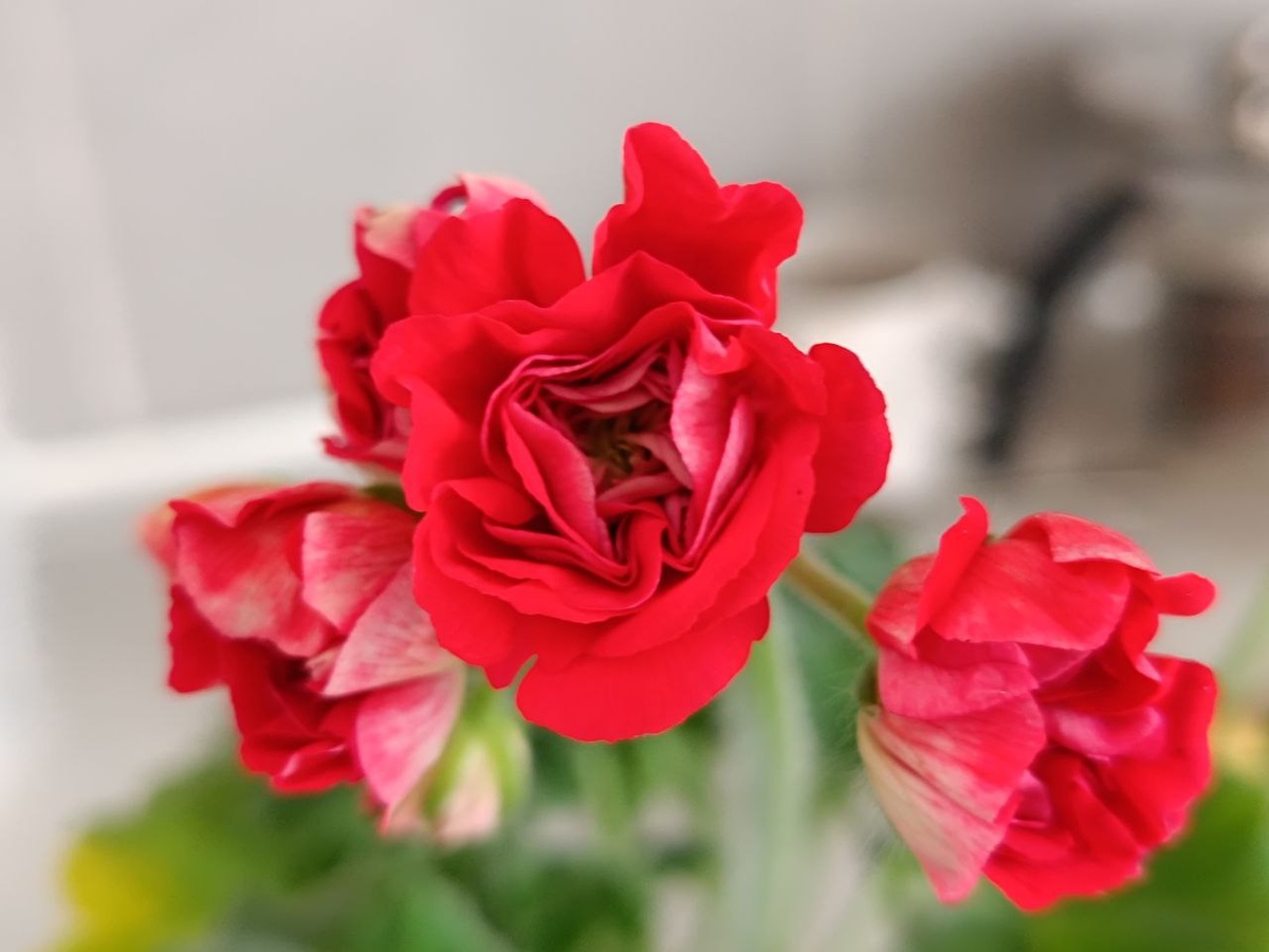 ИВ Розы в серебре. Первое цветение. Черенок был очень маленький, и срезала цветонос почти сразу. Как только распустились первые цветы. 