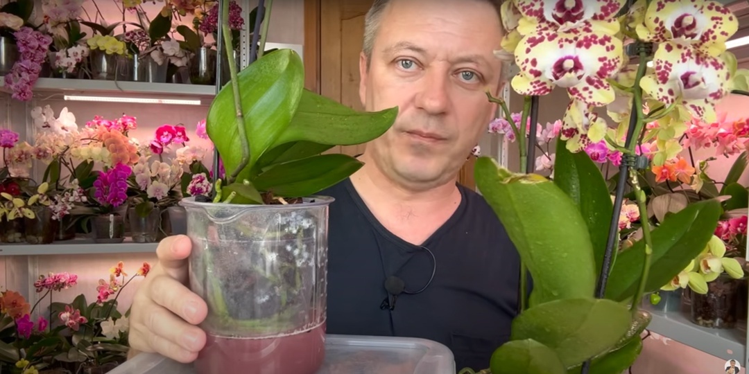 Орхидеи после покупки: важные шаги для новичков