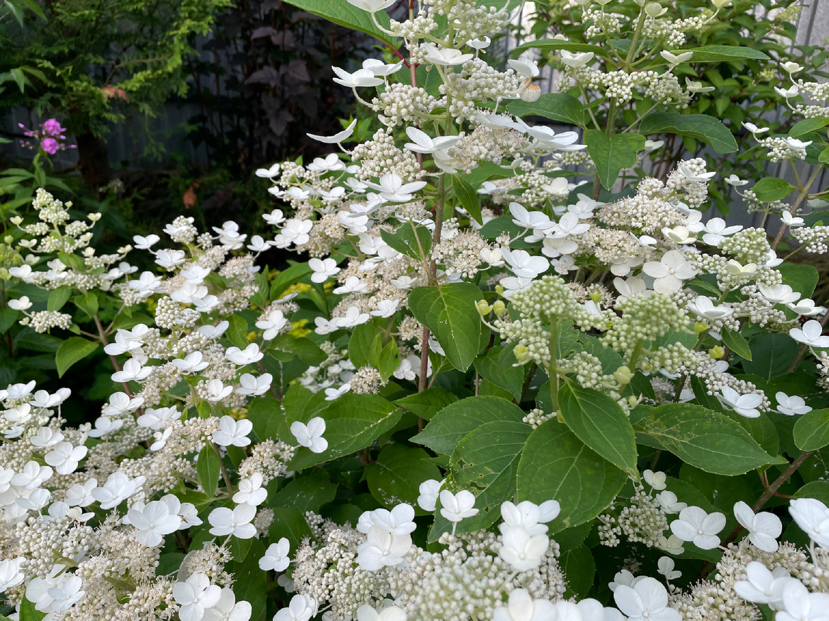 Дарума поближе