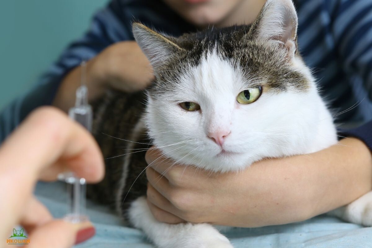 Вакцинация кошки 