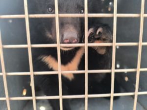    © siberian-tiger.ru