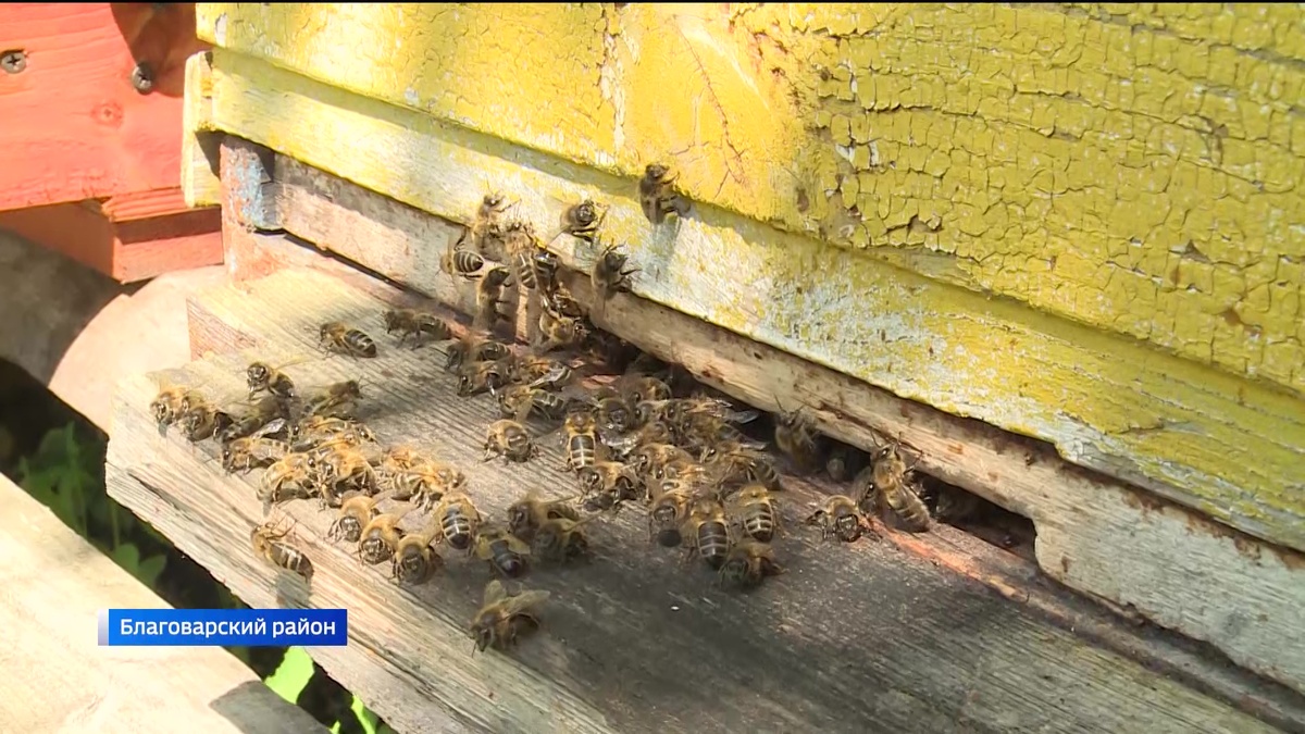    В Башкортостане пчеловоды бьют тревогу: на их пасеках массово гибнут пчелы
