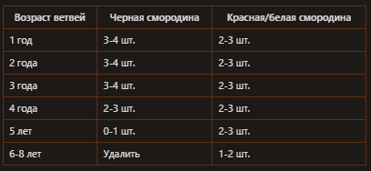 Возрастной состав куста смородины