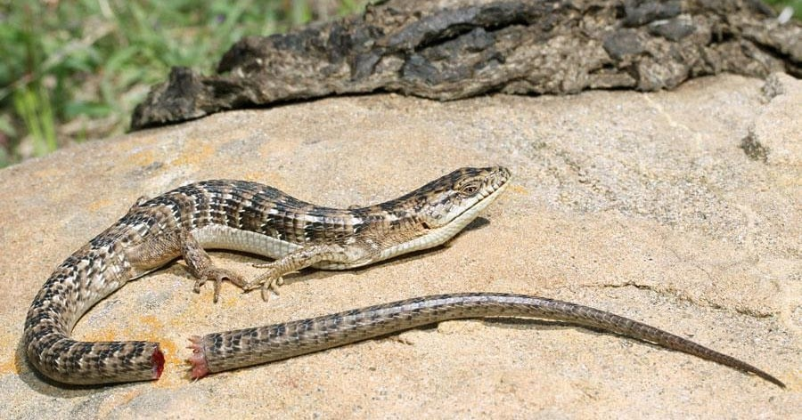 Классический прием: пока хищник в замешательстве, наш первый боец уже в безопасности
