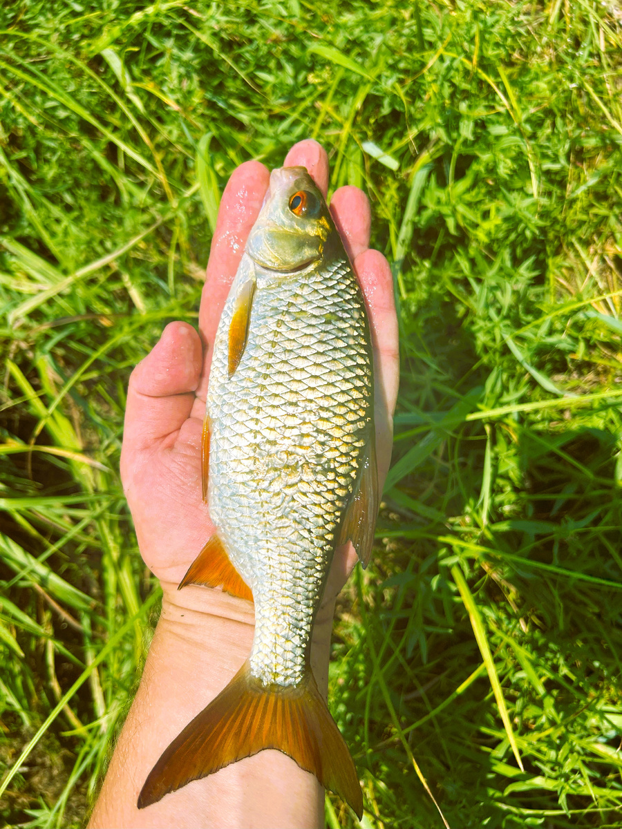 Краснопёрка