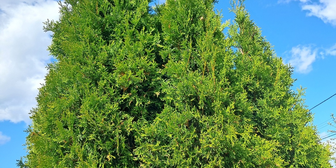 7 секретов летнего ухода за хвойными, которые сохранят их красоту до следующей весны