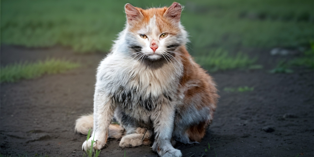 Короткая история о любви