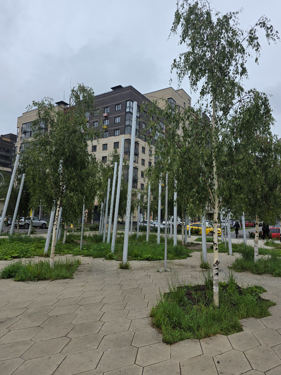 Берёзки у уже сданных домов