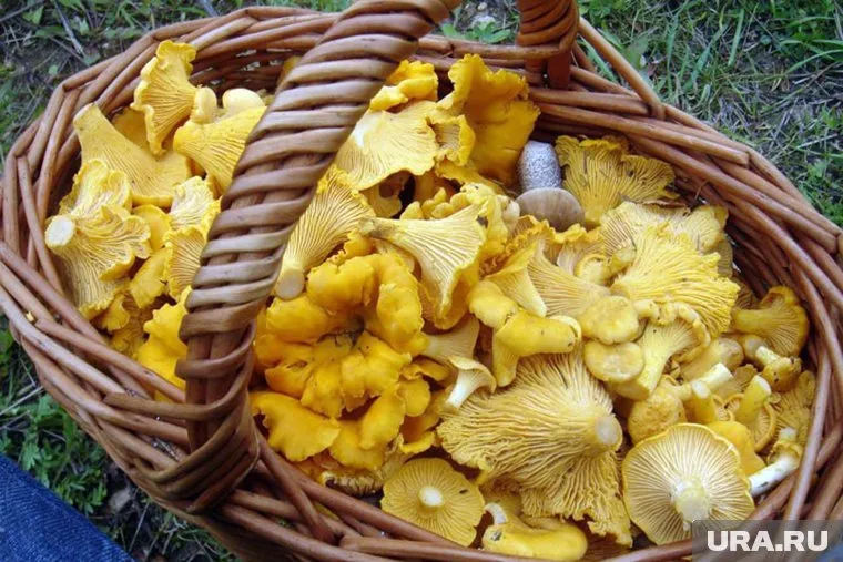 Как собрать целую корзину лисичек и не отравиться
Фото: Игорь Лебединский/wikipedia.org/CC BY 3.0