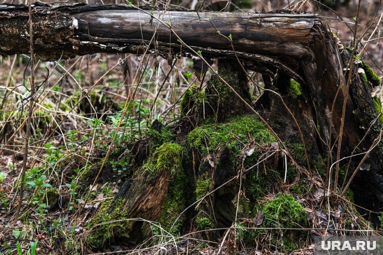 Лисички любят моховые участки
Фото: Илья Московец © URA.RU