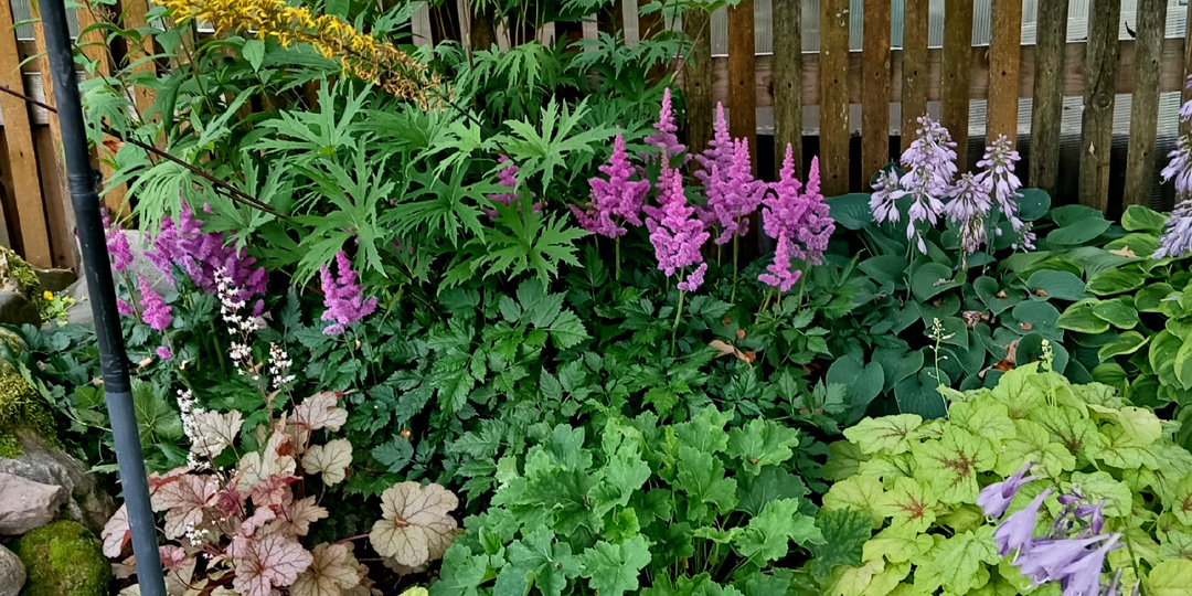 Самые удачные композиции в саду в этом сезоне