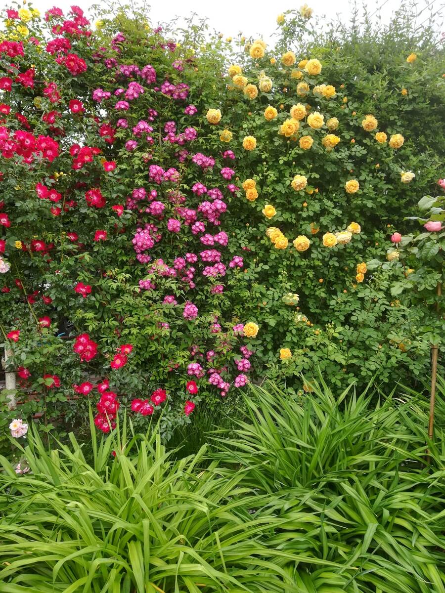 Ах, май южный. 