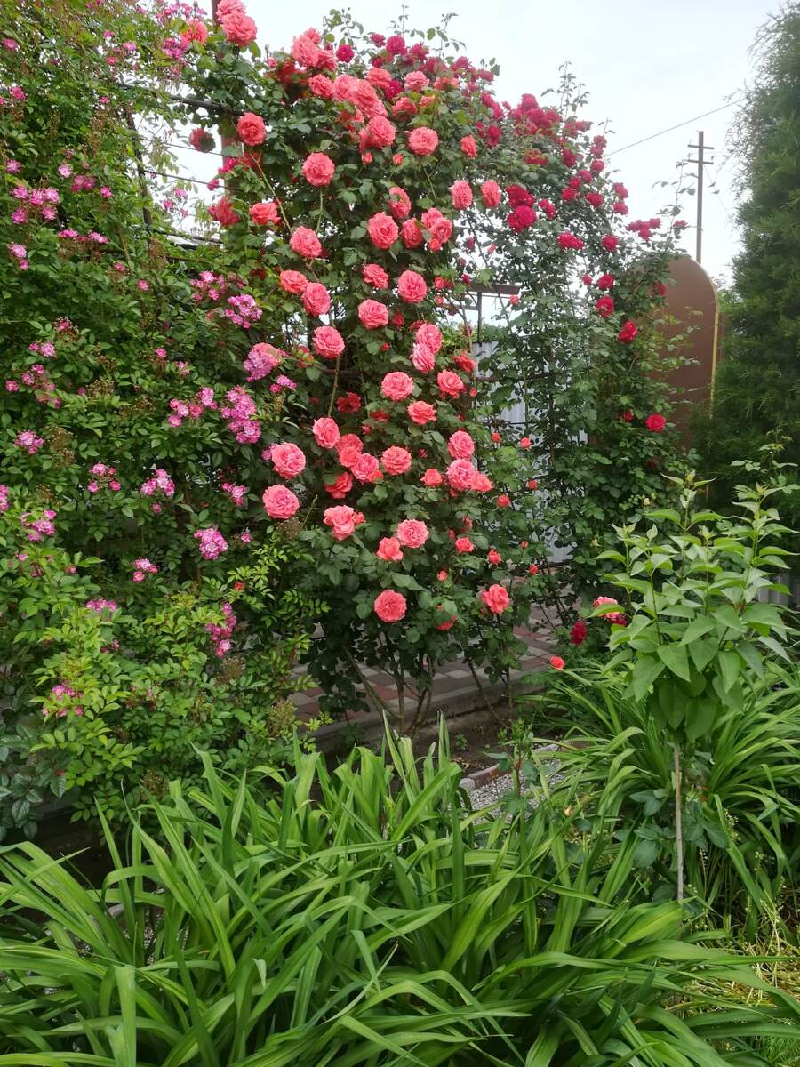 Мимолетная весна. 