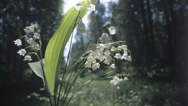    © РИА Новости . Сергей Субботин