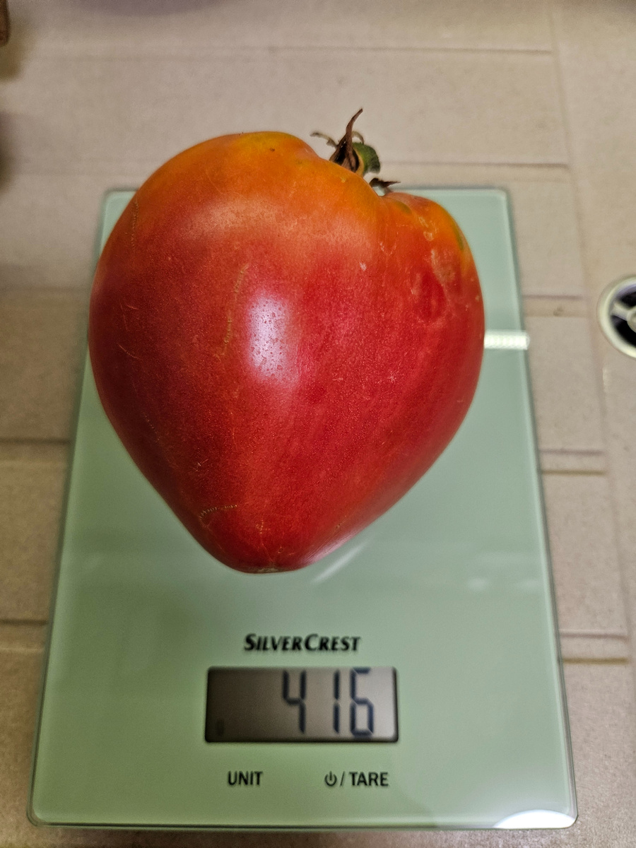 Сорт "Бычье розовое сердце Майкла"