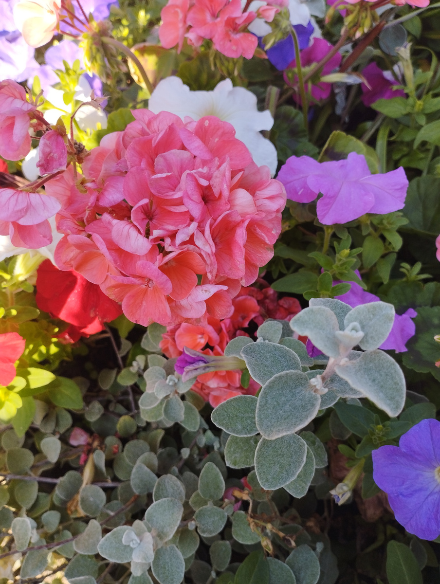 Пестрые цветы - как пестрые дни